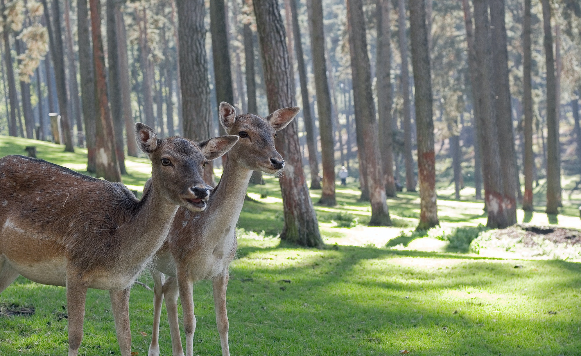 two deer looking into the distance in a forest