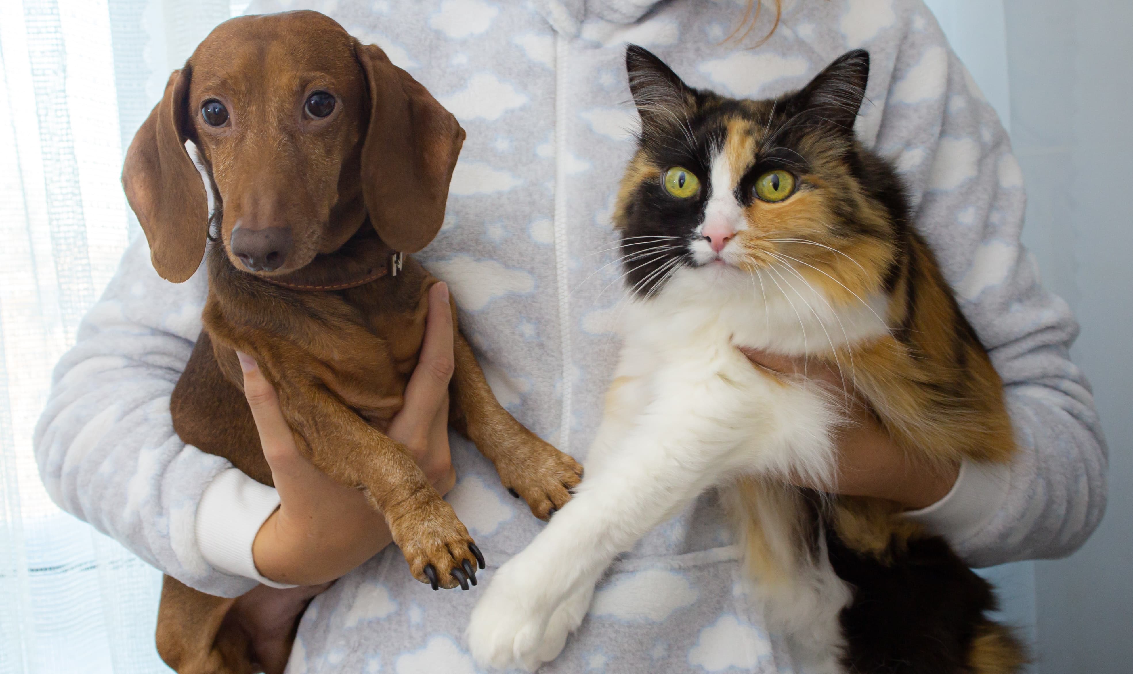 person in a sweater holding a dog and cat