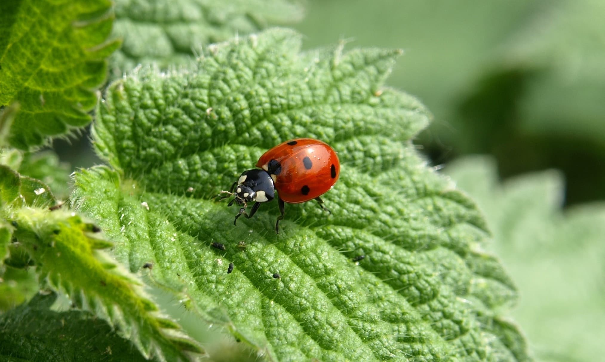 ladybug on a big leaf