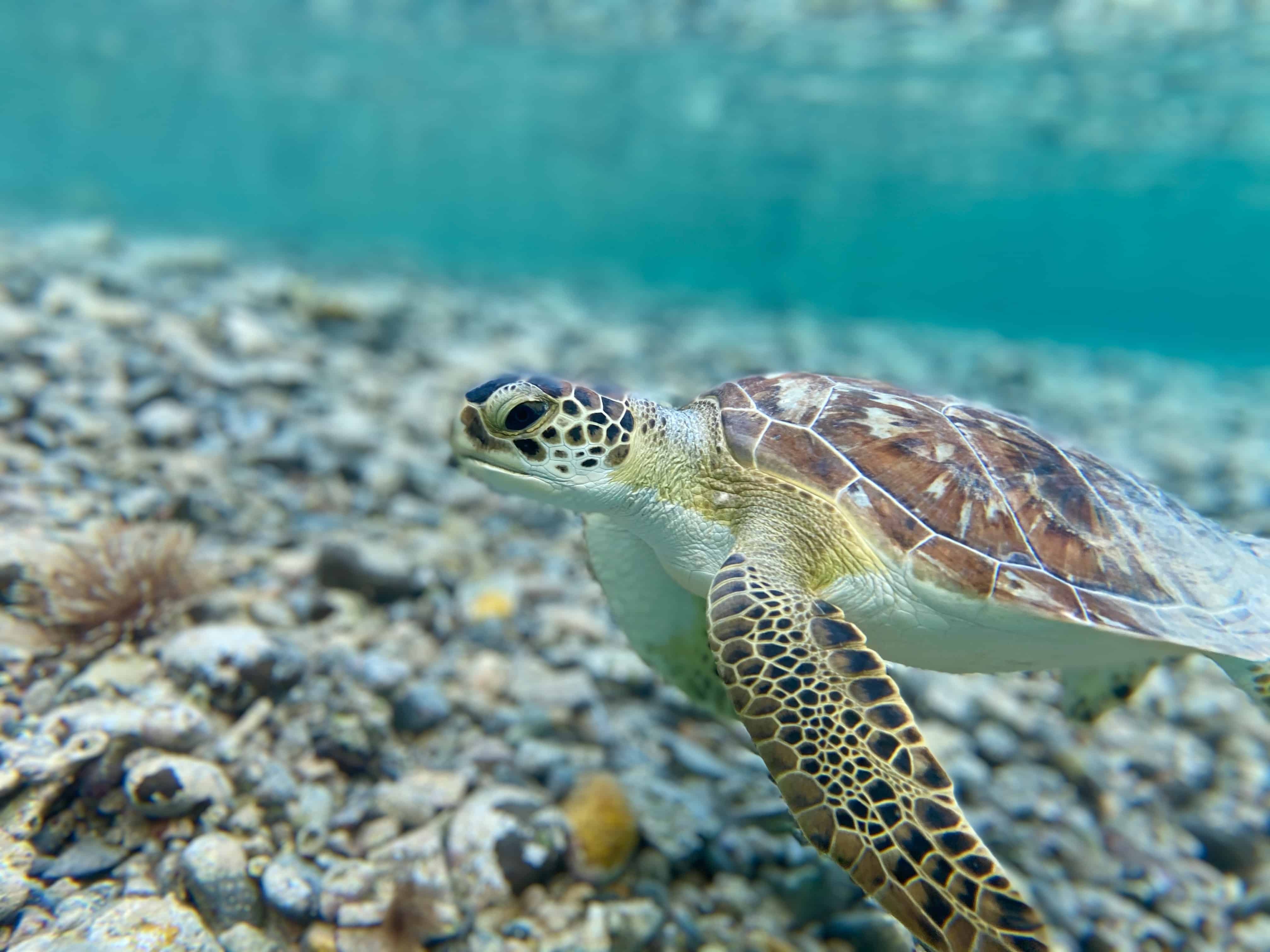 sea turtle swimming under water in the ocean near rocks