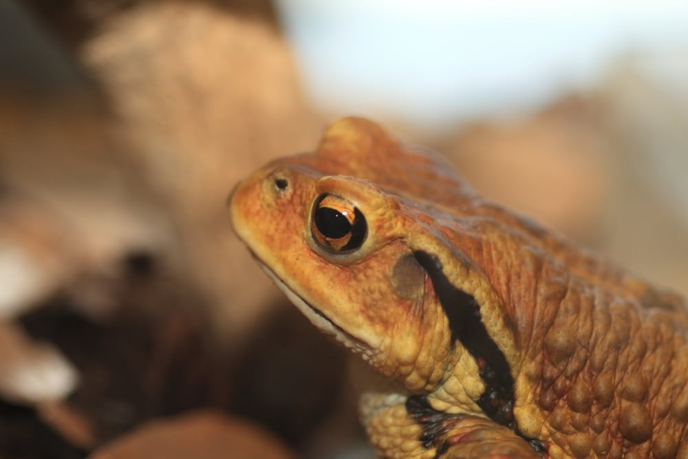 japanese toad