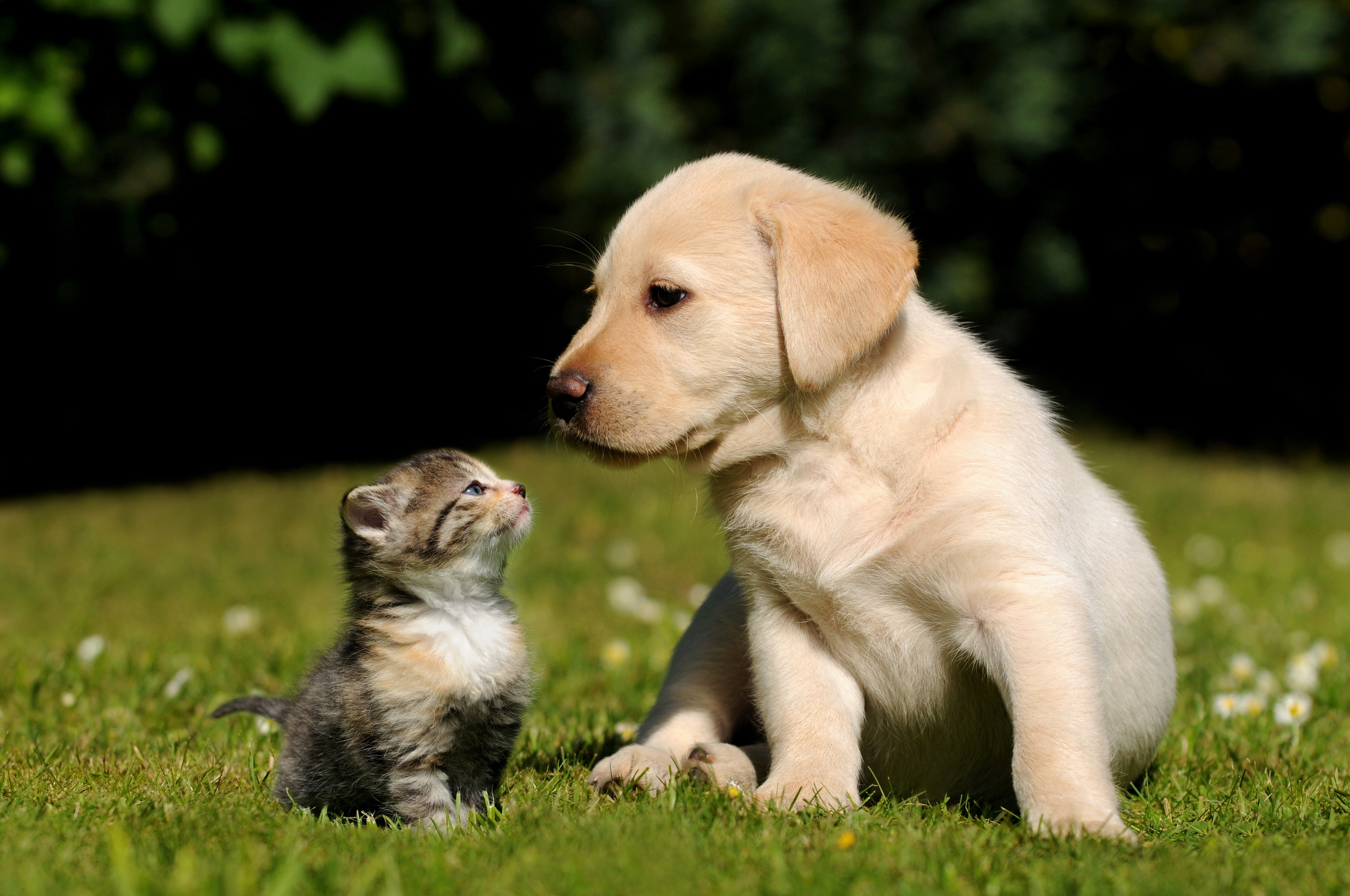 dog and cat in japan