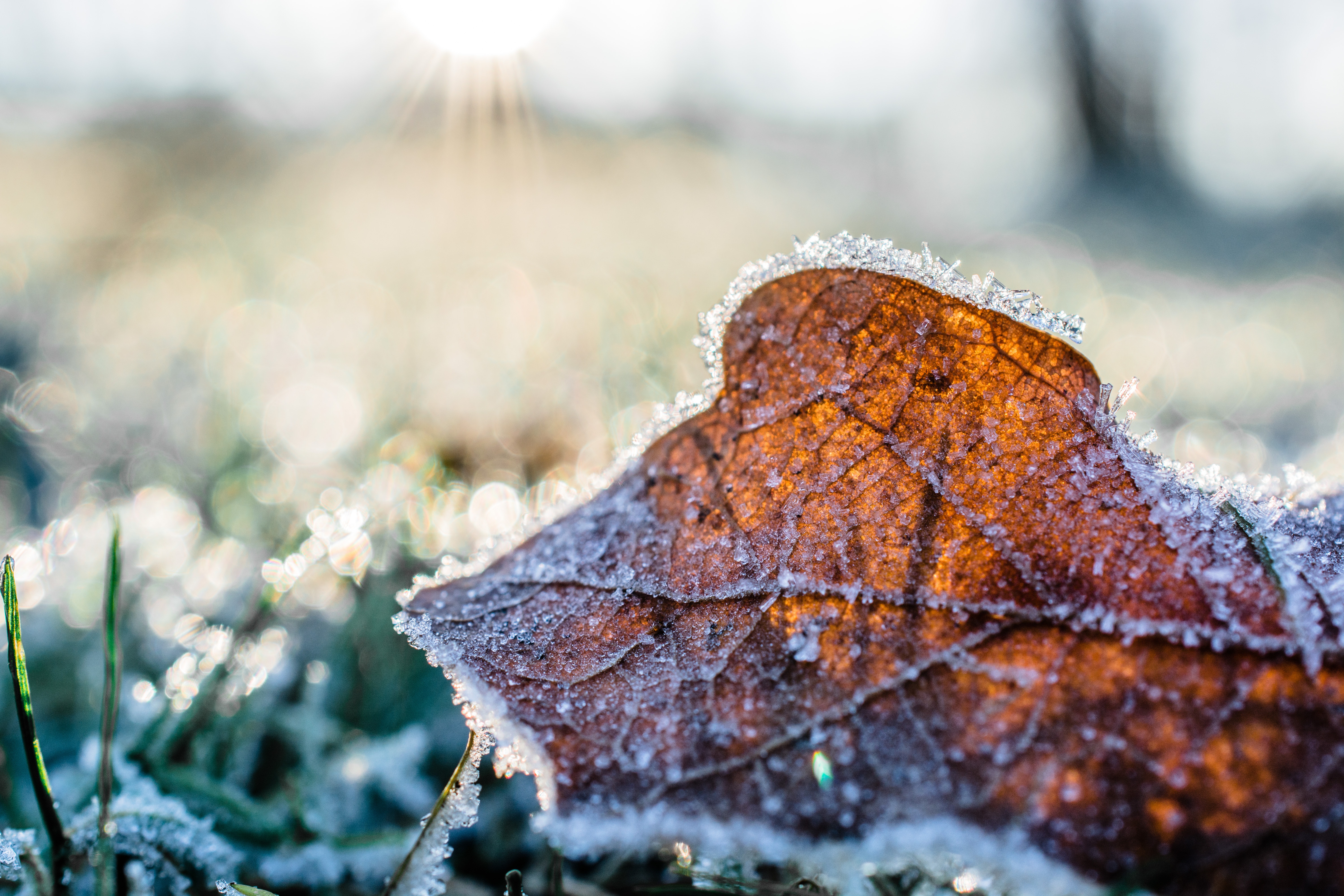 A leaf with frost on it