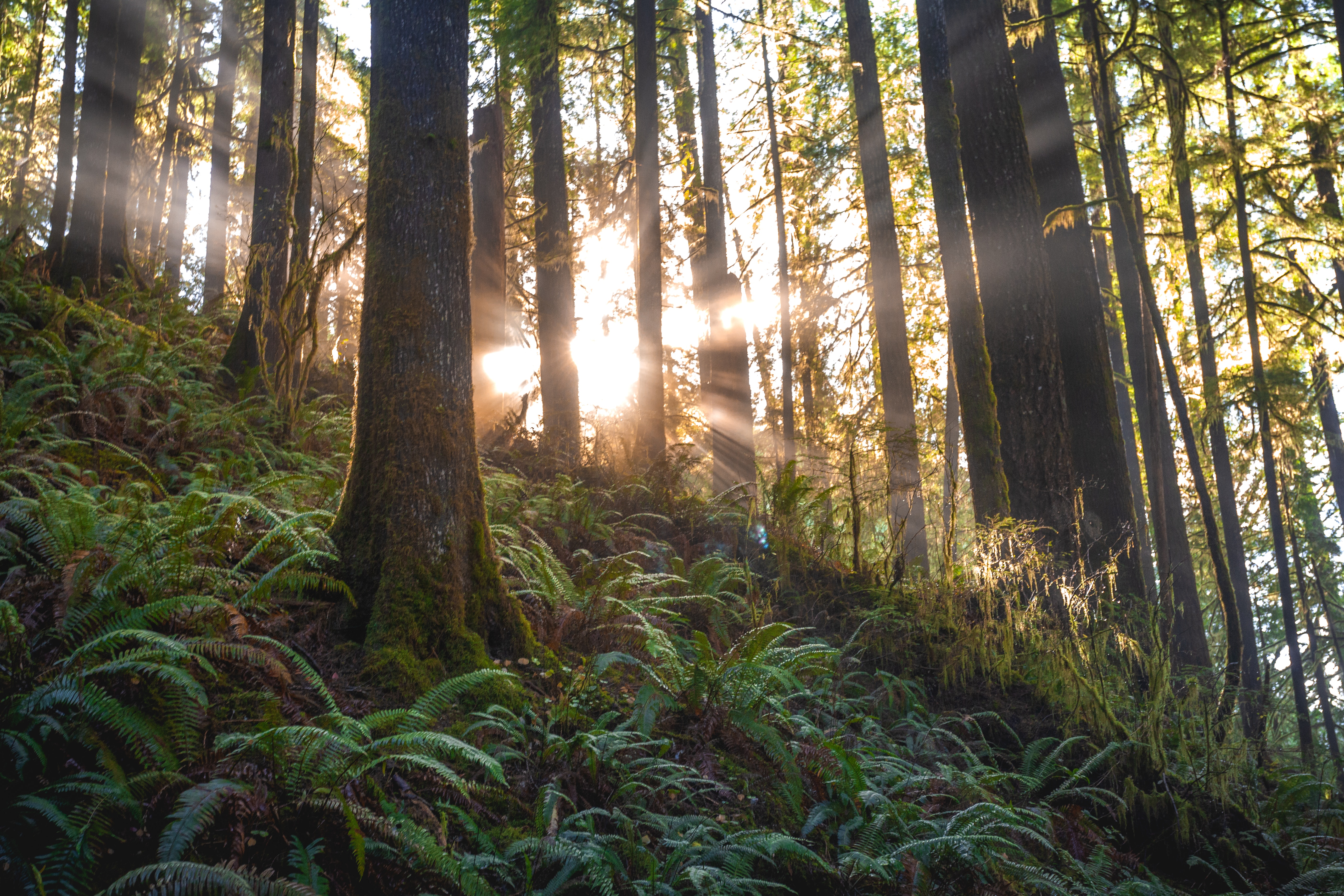 Sun shining through trees in a forest