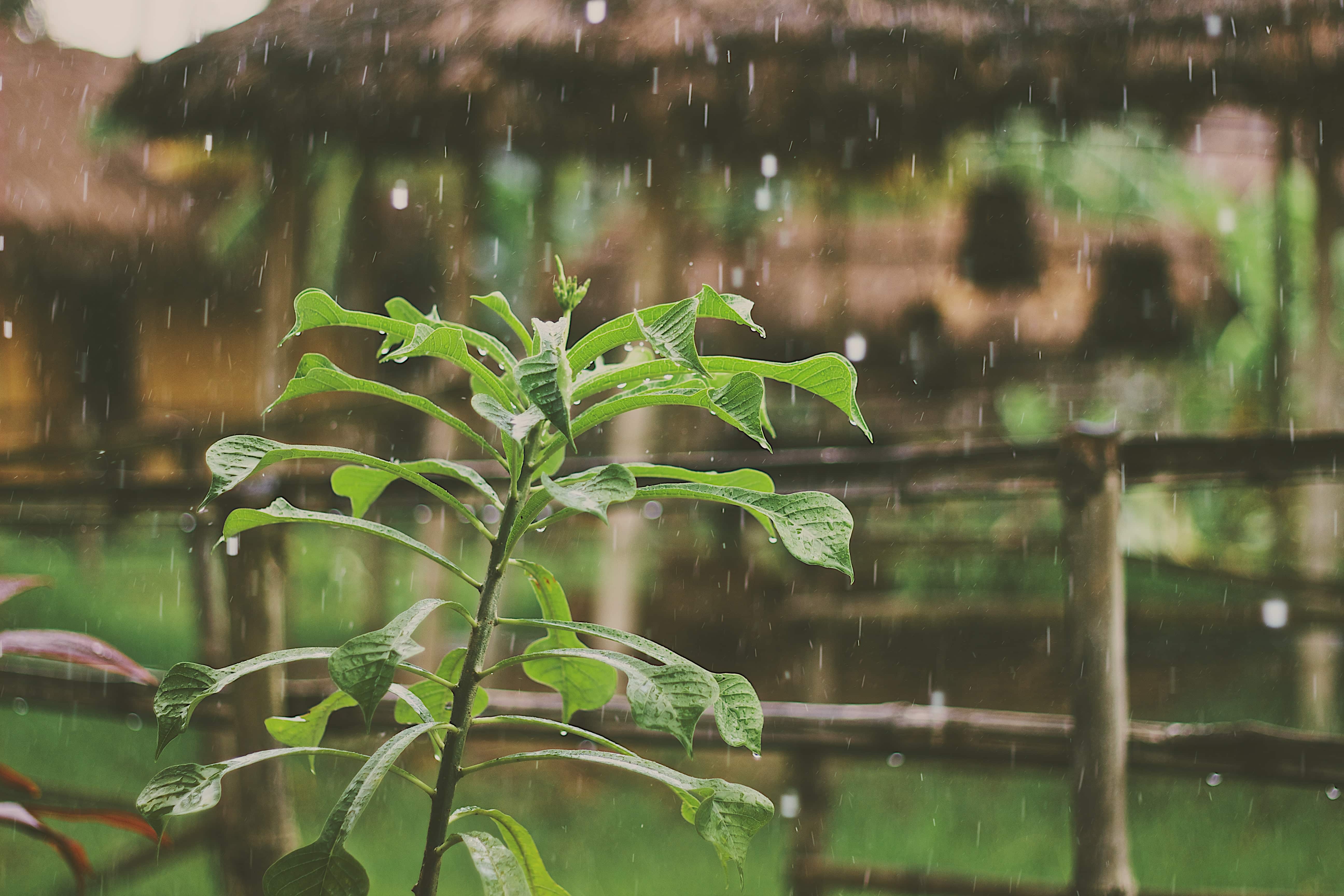 Rain falling around a green plant