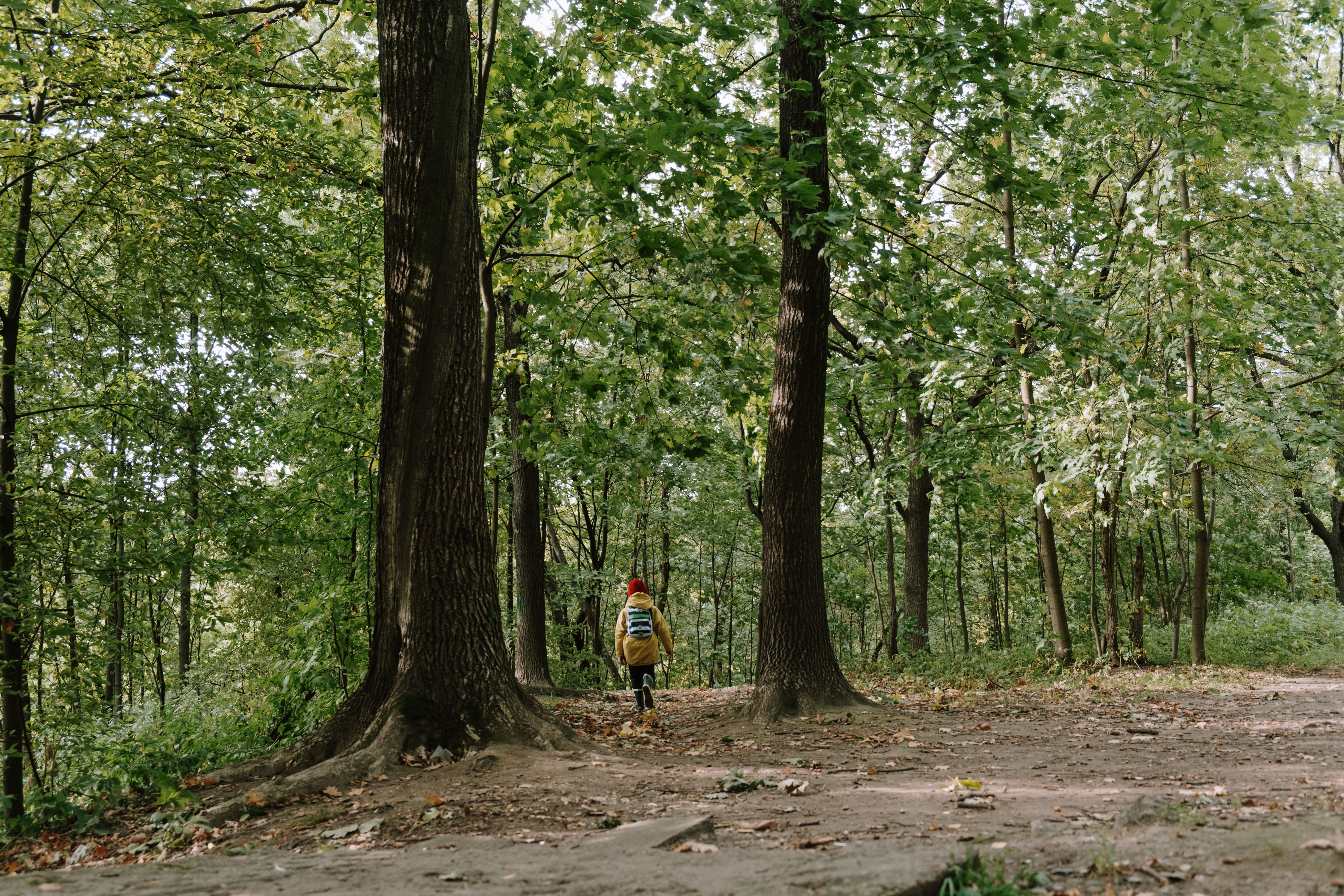 Person walking through the forest