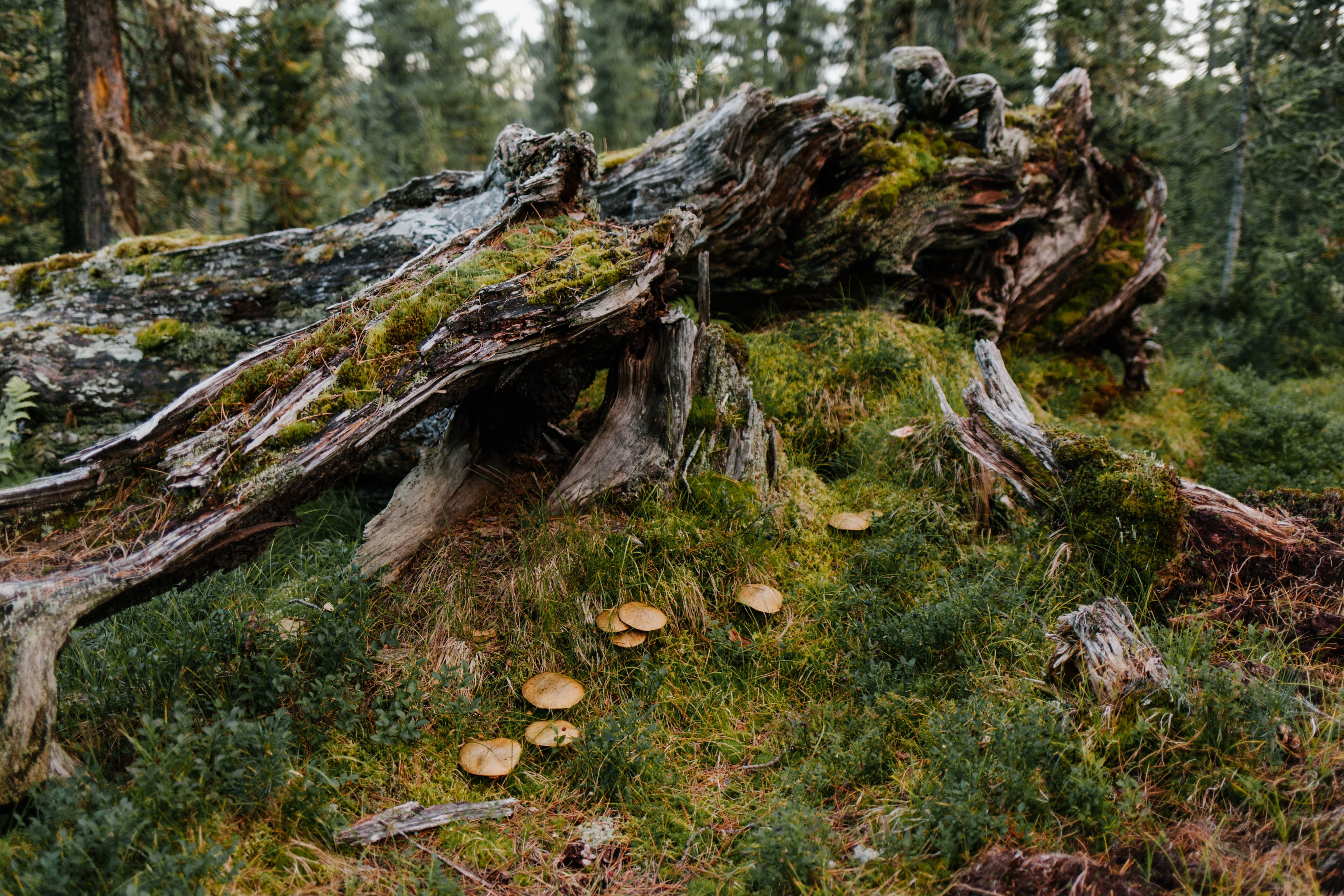 Tree bark covered in moss and grass