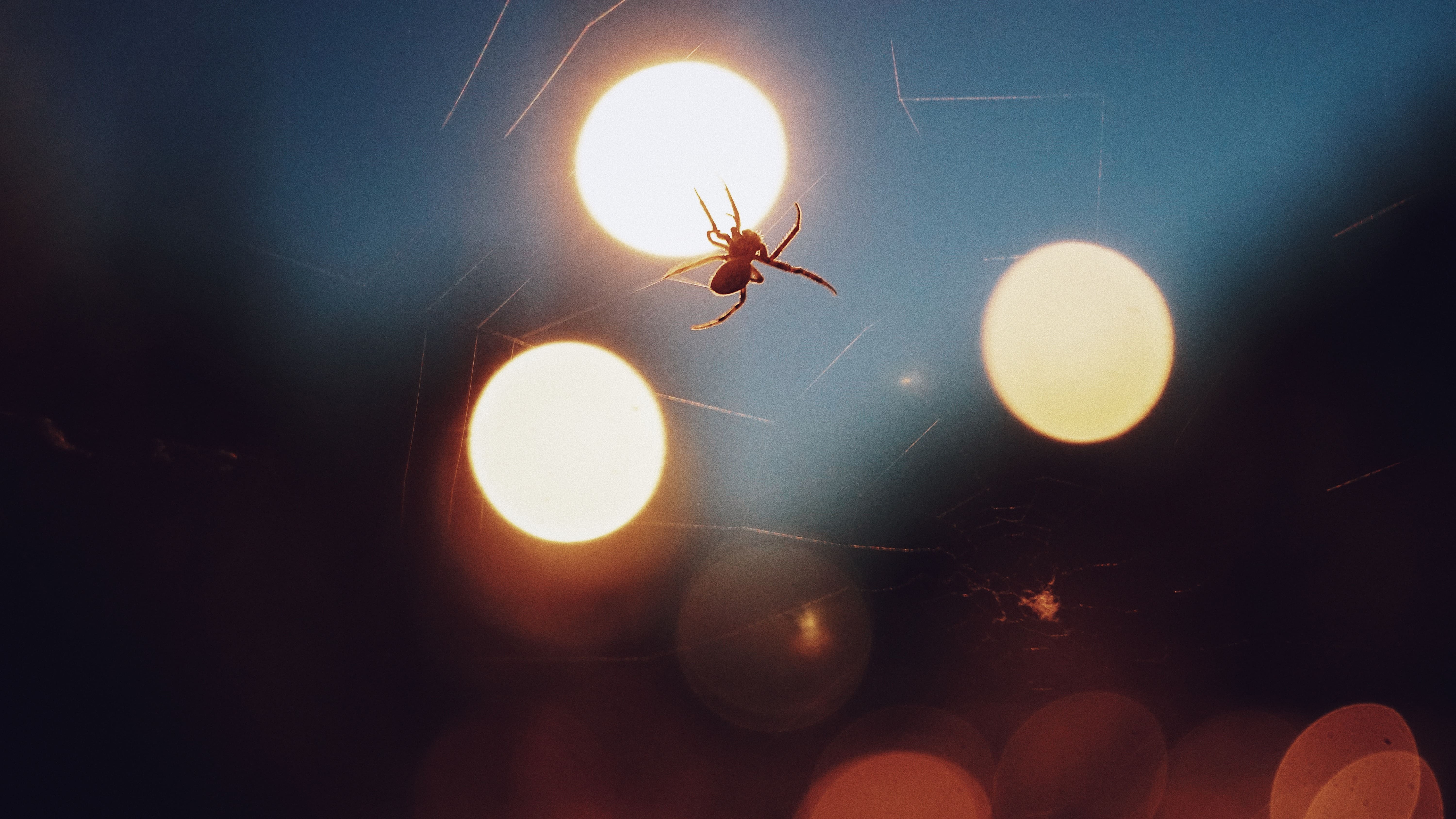 spider on its web