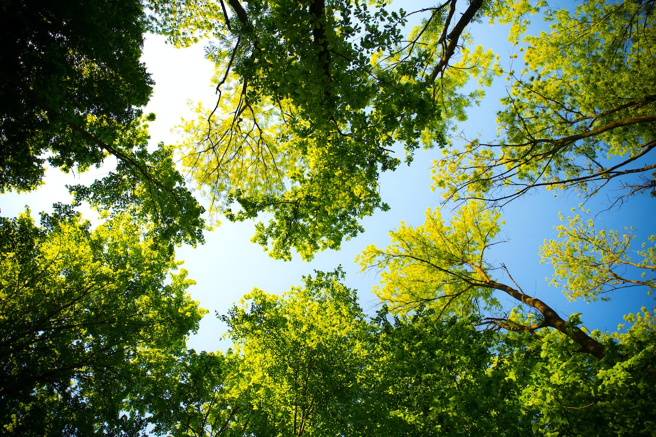 trees against a sunny sky